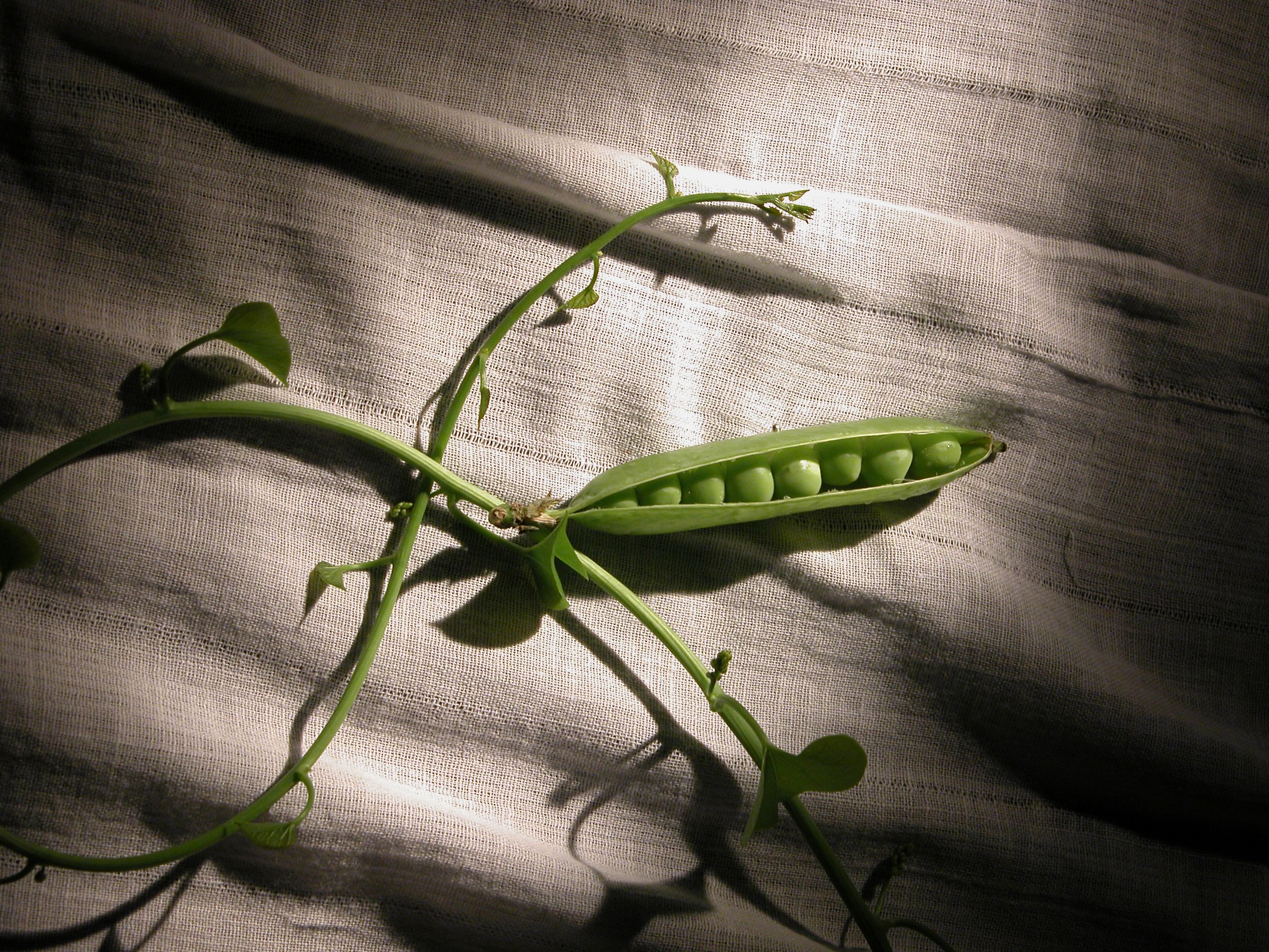 Petits pois frais écosses fond blanc