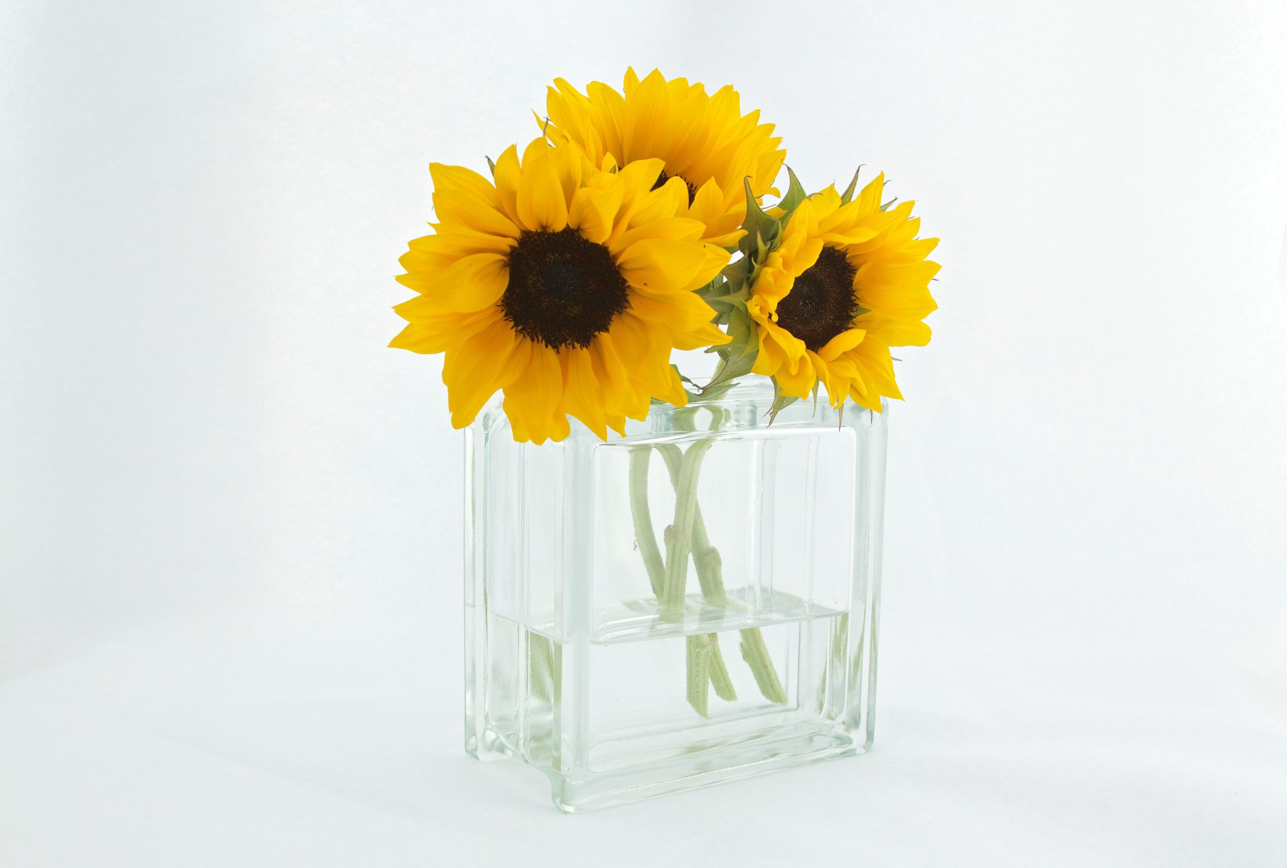 Tournesols jaunes dans vase transparent minimaliste