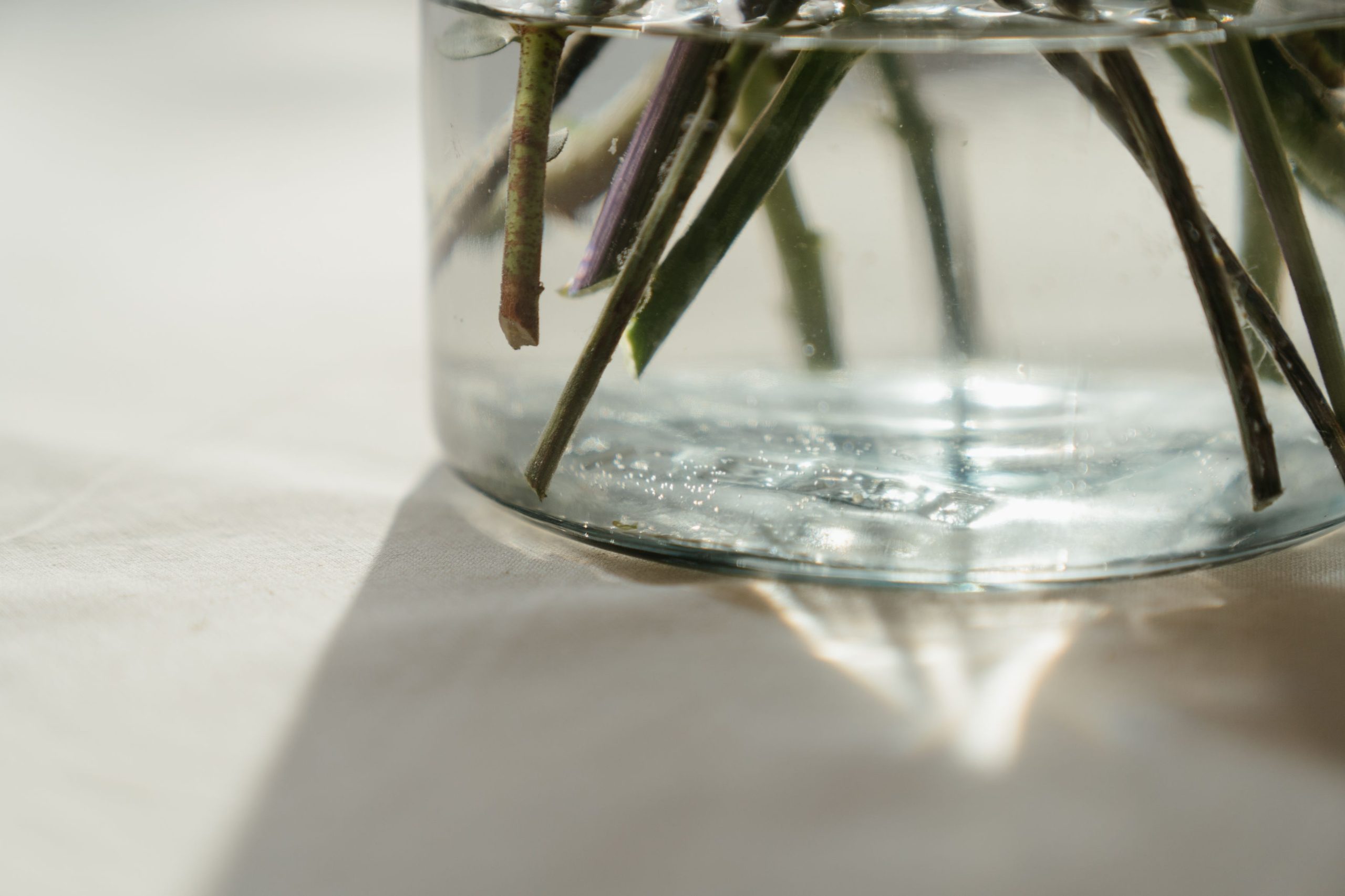 Tiges de plantes immergées dans vase lumineux