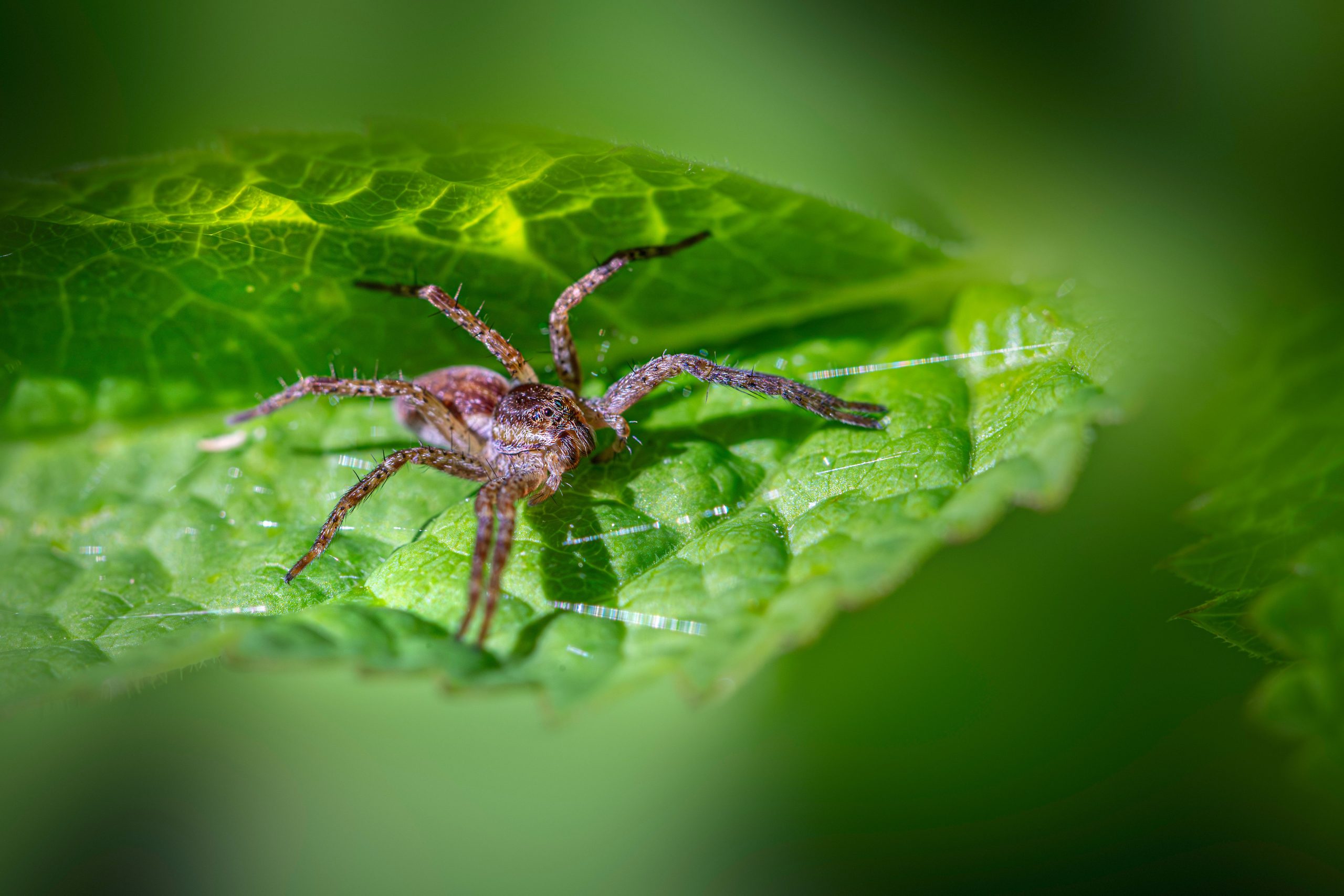 Macro araignée européenne sur feuille