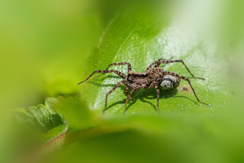 Araignée loup grise sur feuille verte